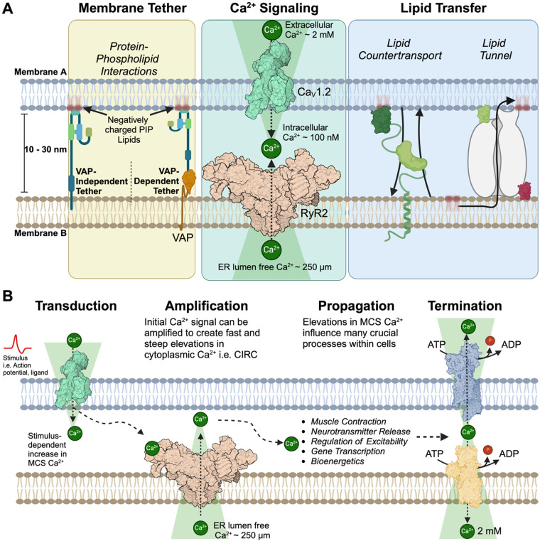 Channels, Transporters, and Receptors at Membrane Contact Sites.
