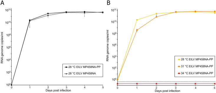 Eilat virus isolated from Culex univittatus mosquitoes from the Namibian Zambezi Region influences in vitro superinfection with alpha- and flaviviruses in a virus-species-dependent manner.
