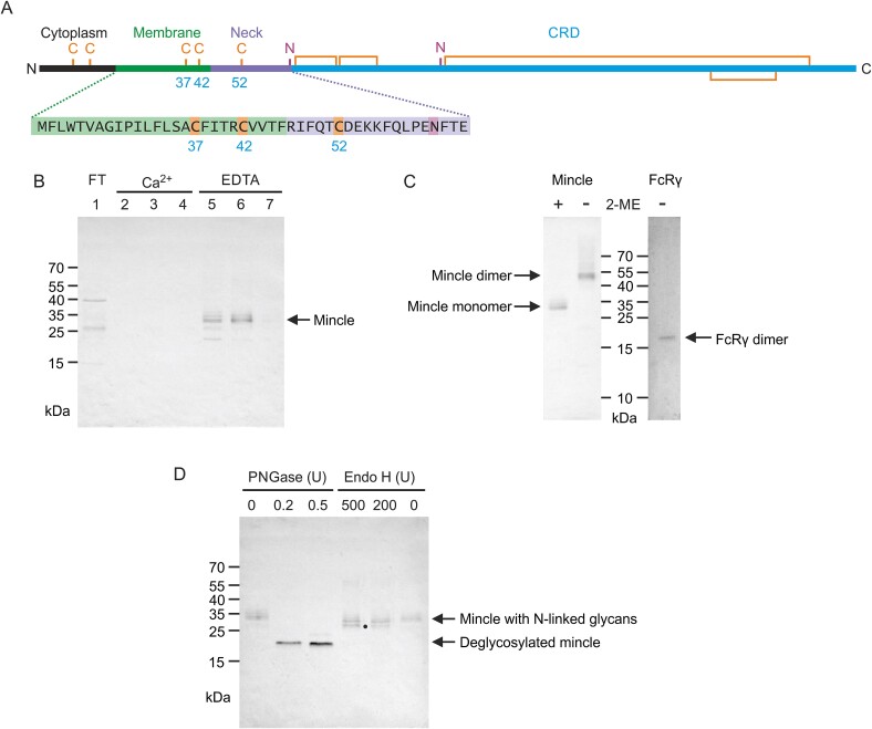 Preformed mincle dimers stabilized by an interchain disulfide bond in the neck region.