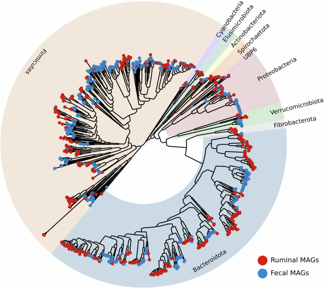 Recovery of metagenome-assembled genomes from the rumen and fecal microbiomes of Bos indicus beef cattle.