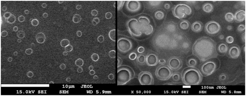 Chitosan-Based Nanocapsules as a Delivery System of Hydrophobic Carnosic Acid, A Model Neuroprotective Drug.