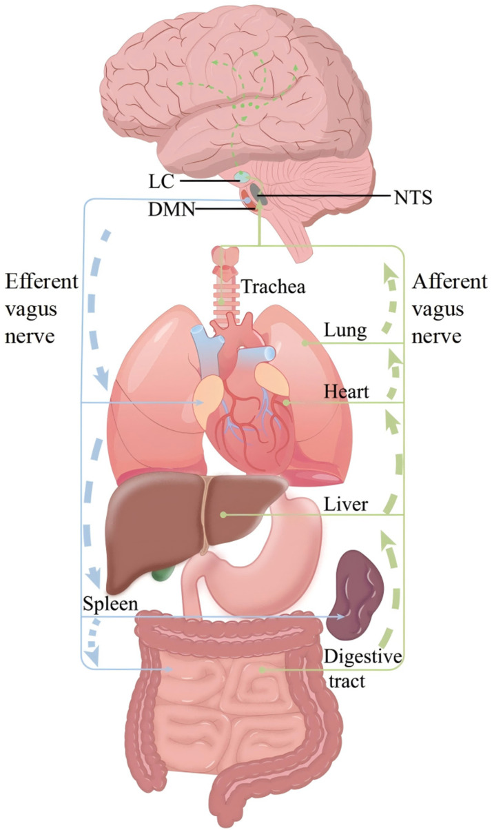 A narrative review of vagus nerve stimulation in stroke.
