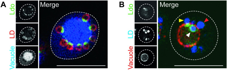 The Vacuole Lipid Droplet Contact Site vCLIP.