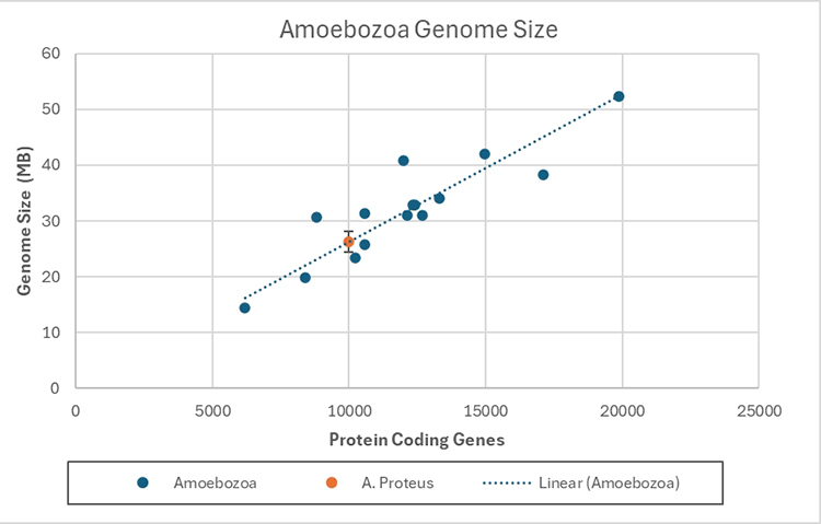 Re-evaluating evidence for giant genomes in amoebae.