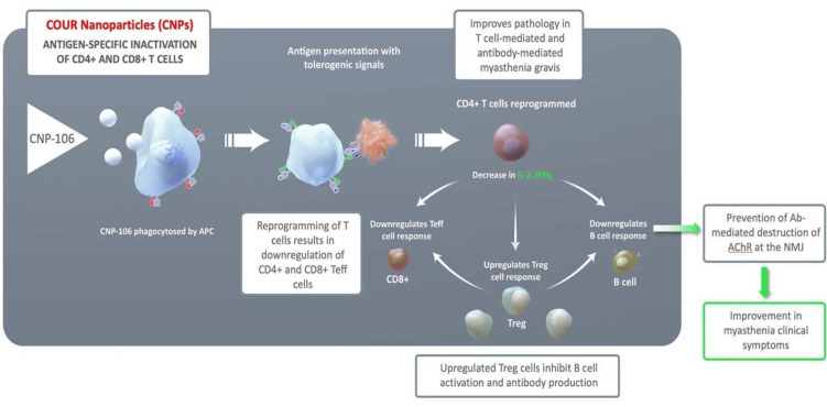 Antigen-specific immune therapy (CNP-106) for treatment of generalised myasthenia gravis: rationale and design of first-in-human randomised controlled trial.