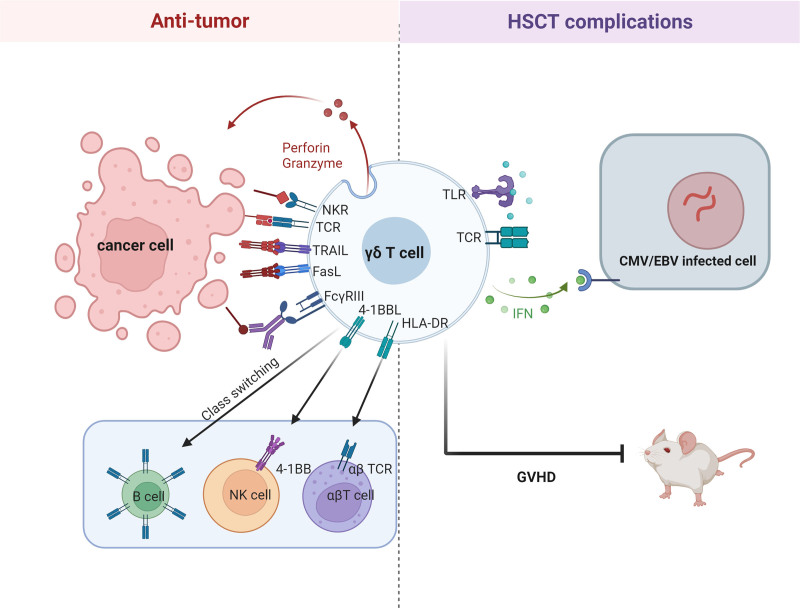 γδ T cells in hematological malignancies: mechanisms and therapeutic strategies.