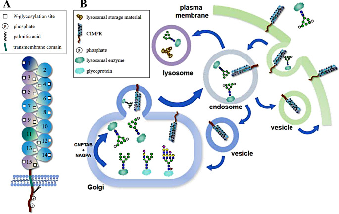 Production of Domain 9 from the cation-independent mannose-6-phosphate receptor fused with an Fc domain.