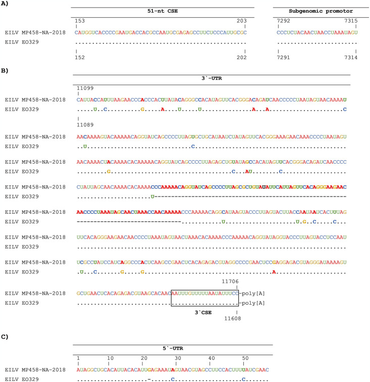 Eilat virus isolated from Culex univittatus mosquitoes from the Namibian Zambezi Region influences in vitro superinfection with alpha- and flaviviruses in a virus-species-dependent manner.