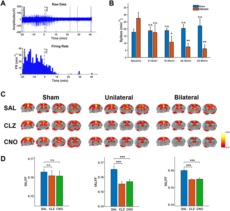 Exploring memory-related network via dorsal hippocampus suppression.