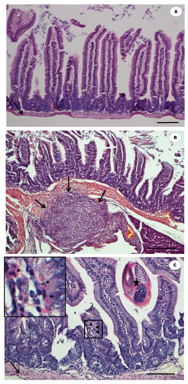 Cymbopogon citratus showing nematicidal activity against Heligmosomoides polygyrus bakeri.