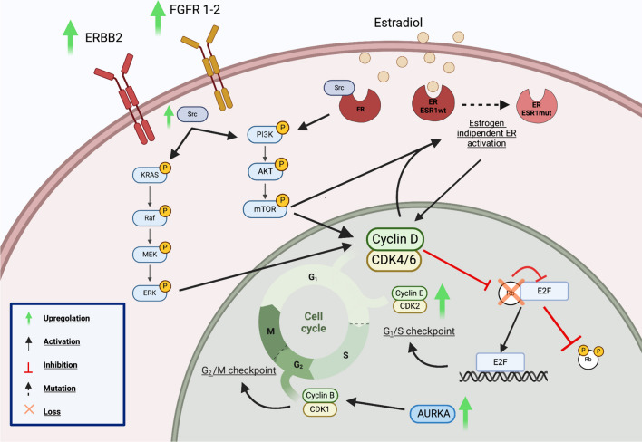 Unveiling the Potential of Cyclin-Dependent Kinases 4 and 6 Inhibitors Beyond Progression in Hormone Receptor Positive/Human Epidermal Growth Factor Negative Advanced Breast Cancer - A Clinical Review.