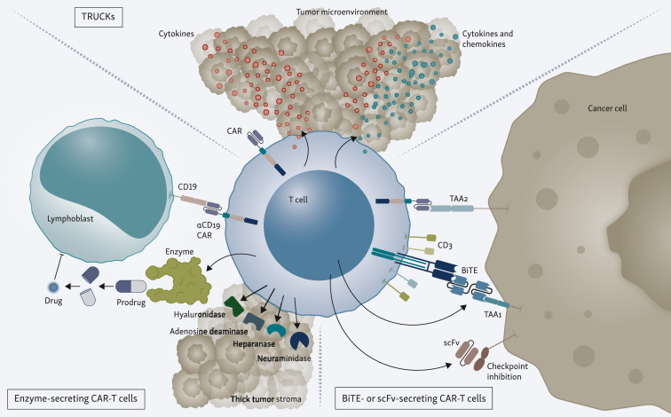 Armoring chimeric antigen receptor (CAR) T cells as micropharmacies for cancer therapy