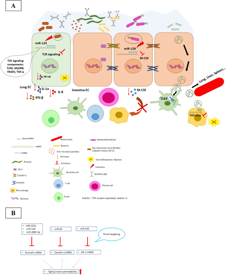 Role of microRNAs in immunoregulatory functions of epithelial cells.