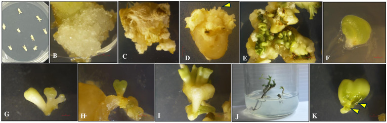 Somatic embryogenesis and shoot organogenesis in peanut cv. 'Georgia-12Y' and successful transfer to the soil.