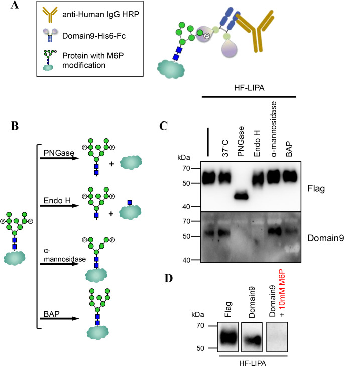 Production of Domain 9 from the cation-independent mannose-6-phosphate receptor fused with an Fc domain.