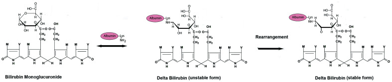 Prolonged Direct Hyperbilirubinemia Following Acute Hepatitis: When Not to Worry?