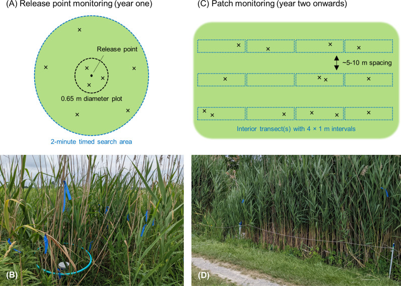 Current status of biological control of introduced Phragmites in Canada: Insights from initial years of post-release monitoring and a larval density release experiment.