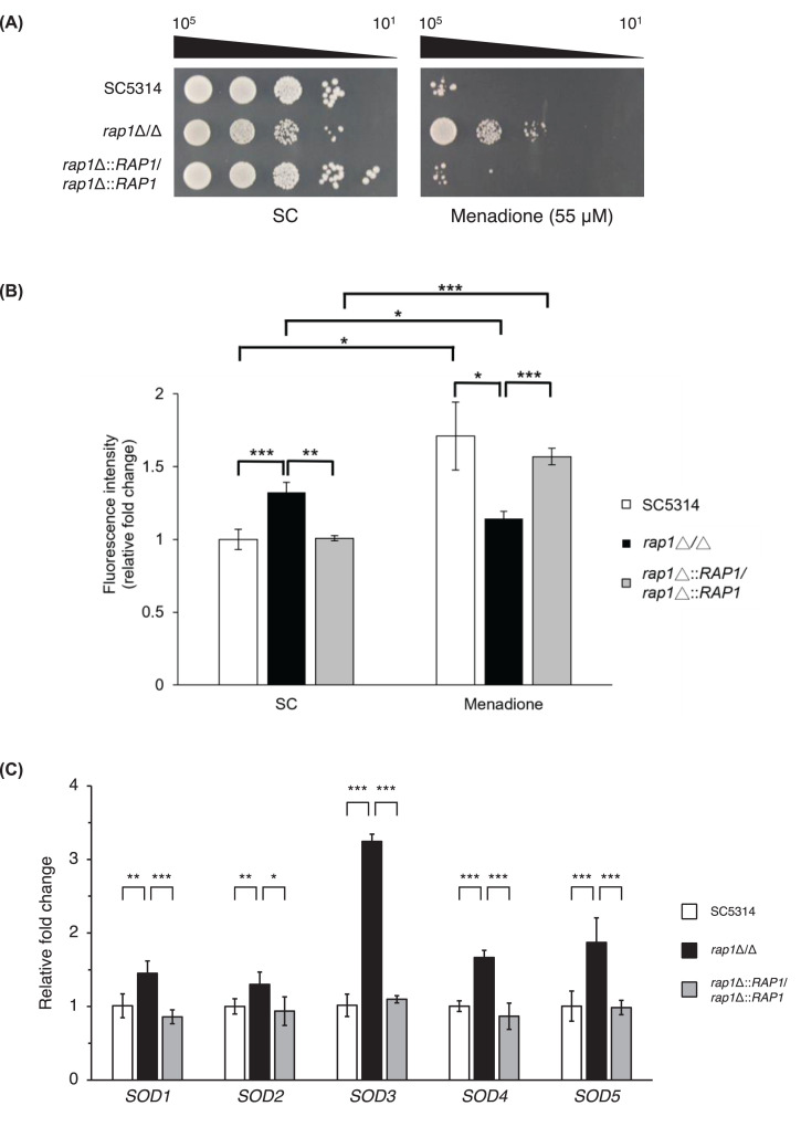 Transcriptional profiling reveals the role of Candida albicans Rap1 in oxidative stress response.