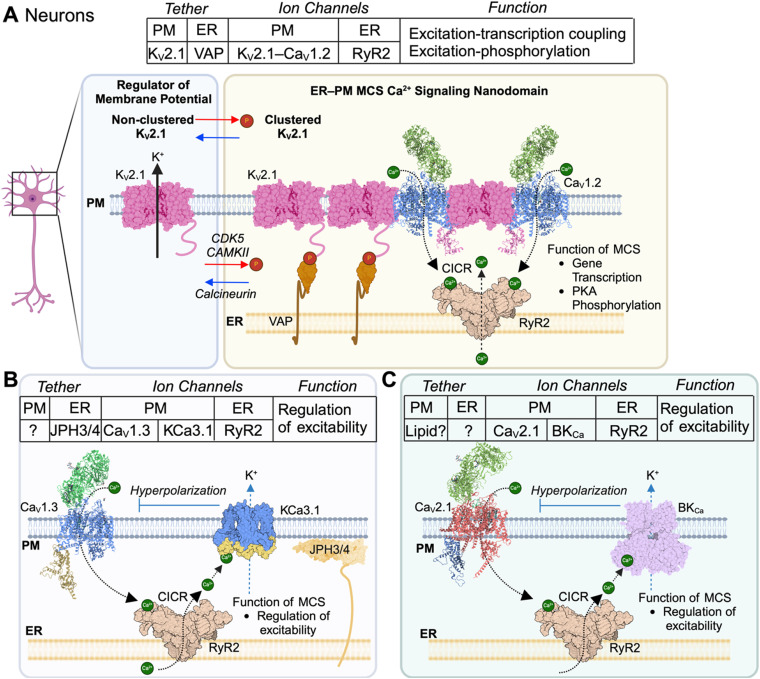 Channels, Transporters, and Receptors at Membrane Contact Sites.