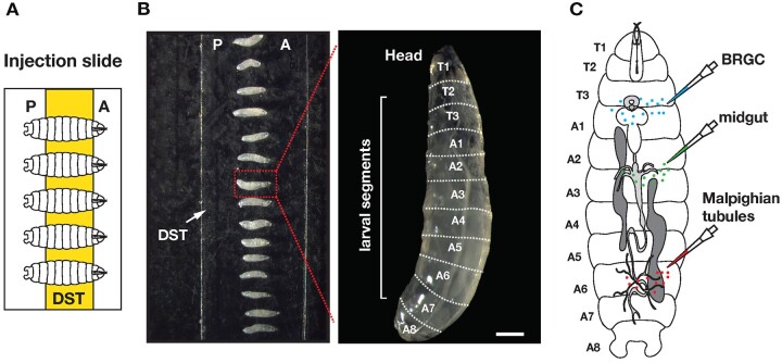 An efficient injection protocol for <i>Drosophila</i> larvae.