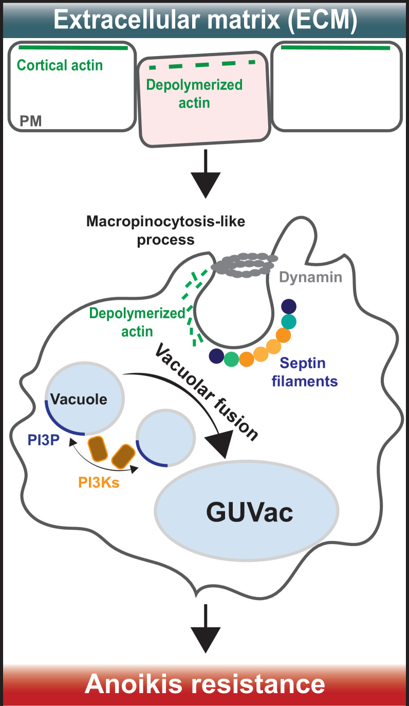 Rearranging to resist cell death.