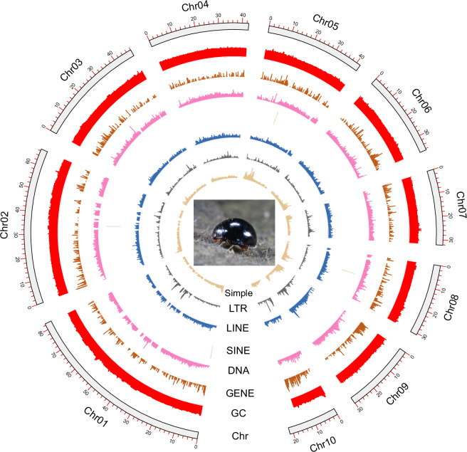 A chromosome-level genome assembly of Serangium japonicum Chapin, 1940 (Coleoptera: Coccinellidae).