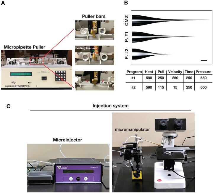 An efficient injection protocol for <i>Drosophila</i> larvae.