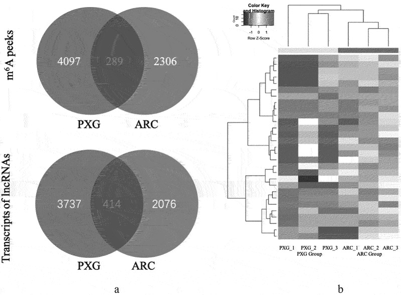 Role of N6-methyladenosine-related lncRnas in pseudoexfoliation glaucoma.