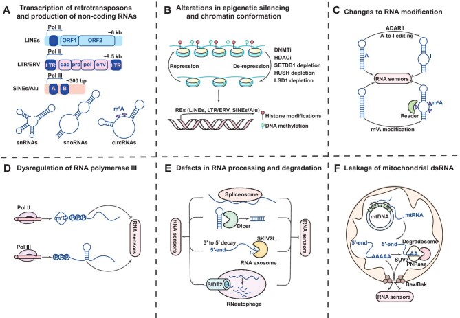 Sterile activation of RNA-sensing pathways in autoimmunity.