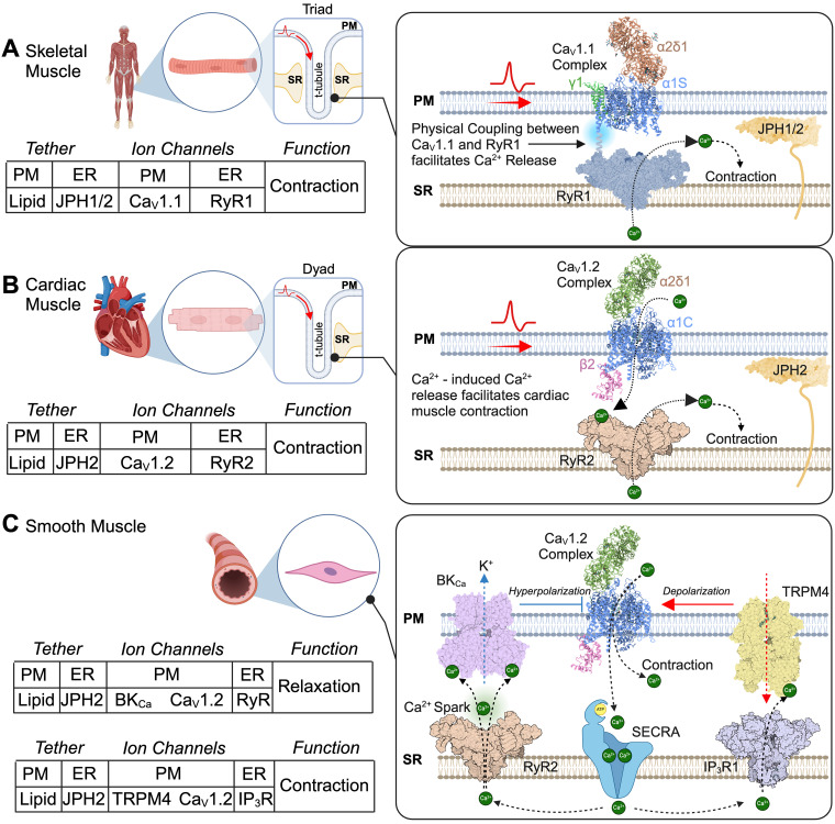 Channels, Transporters, and Receptors at Membrane Contact Sites.