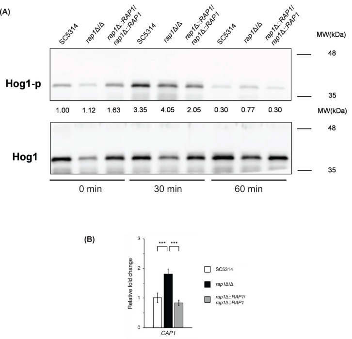 Transcriptional profiling reveals the role of Candida albicans Rap1 in oxidative stress response.