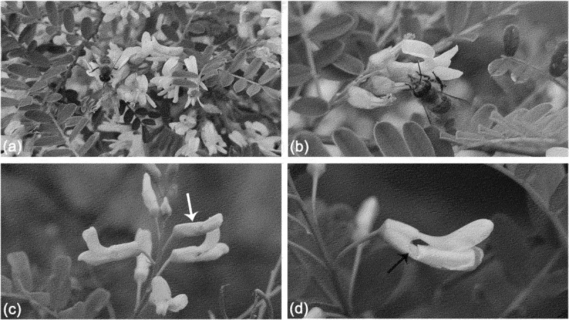 Effects of flowering period on floral traits, pollinator behavior and seed production of David's mountain laurel (<i>Sophora davidii</i>).