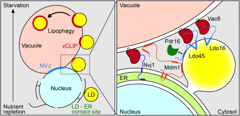 The Vacuole Lipid Droplet Contact Site vCLIP.