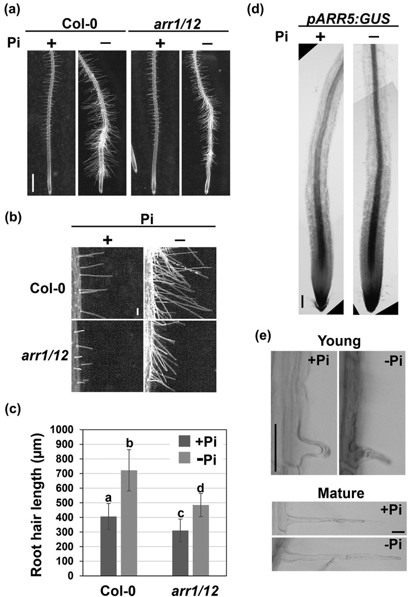 Cytokinin signaling is involved in root hair elongation in response to phosphate starvation.
