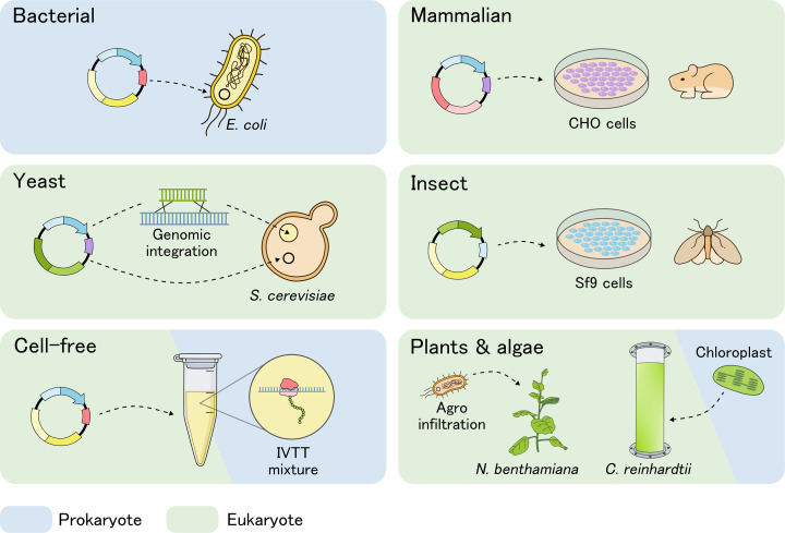 A comparative guide to expression systems for phage lysin production.
