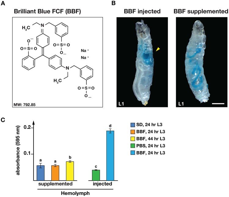 An efficient injection protocol for <i>Drosophila</i> larvae.