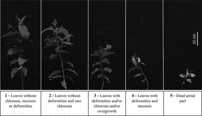 Characterization of glyphosate-tolerant genetically modified eucalyptus.