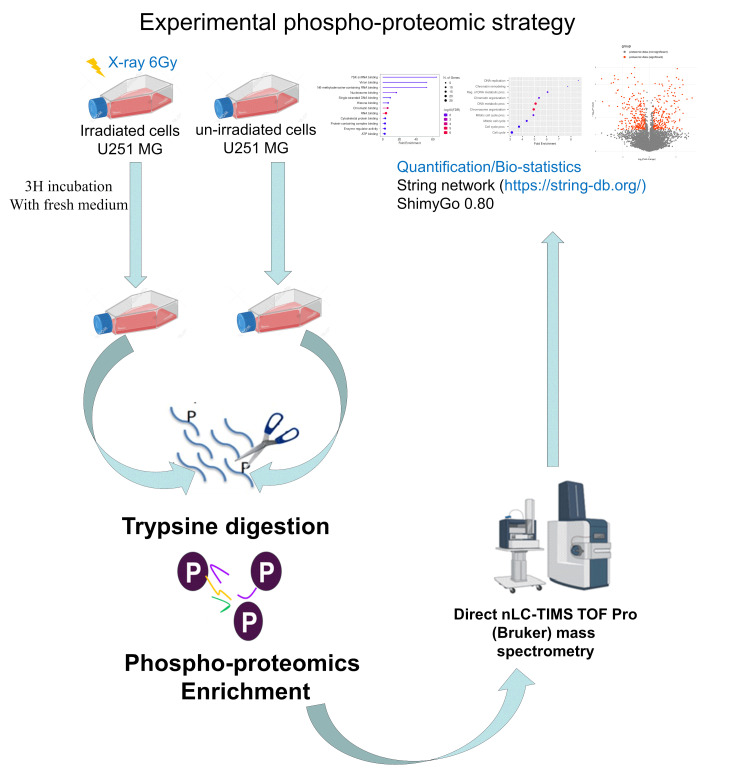 Phospho-Proteomics Analysis of Early Response to X-Ray Irradiation Reveals Molecular Mechanism Potentially Related to U251 Cell Radioresistance.