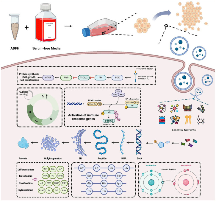 Animal-derived free hydrolysate in animal cell culture: Current research and application advances.