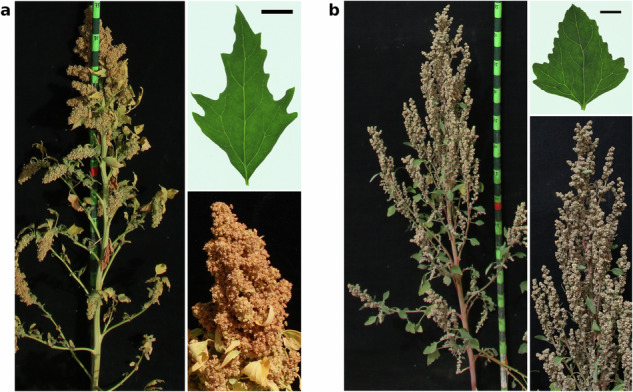 Genome assembly of a diversity panel of Chenopodium quinoa.