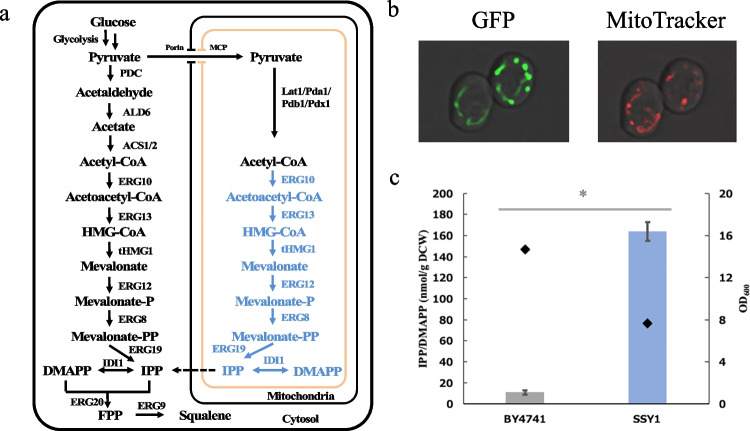 The potency of mitochondria enlargement for mitochondria-mediated terpenoid production in yeast.