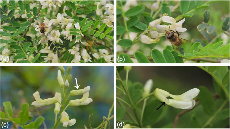 Effects of flowering period on floral traits, pollinator behavior and seed production of David's mountain laurel (<i>Sophora davidii</i>).
