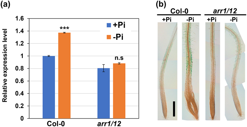 Cytokinin signaling is involved in root hair elongation in response to phosphate starvation.