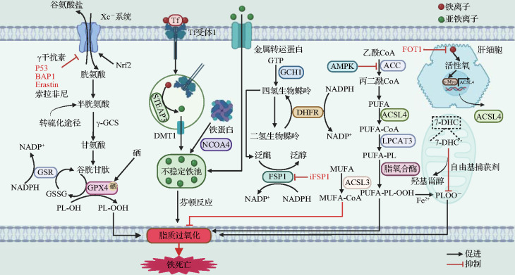 [Ferroptosis and liver diseases].