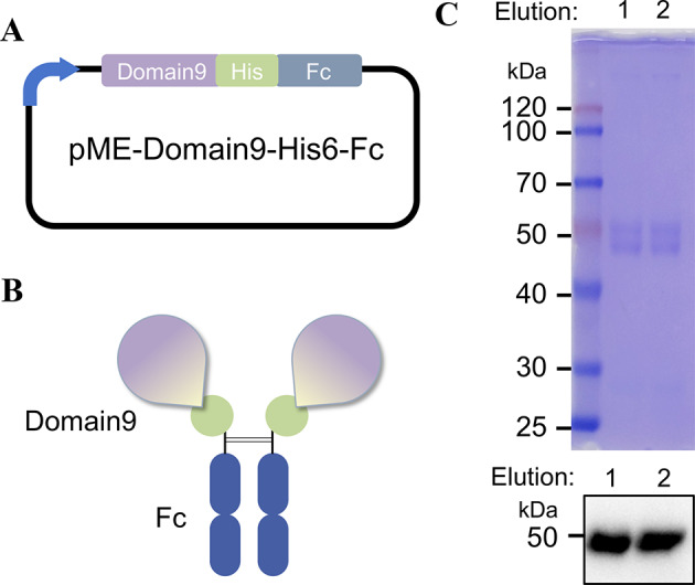 Production of Domain 9 from the cation-independent mannose-6-phosphate receptor fused with an Fc domain.