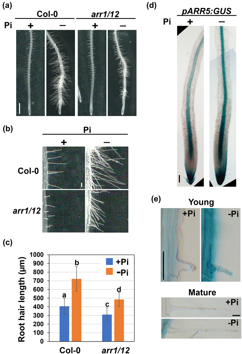 Cytokinin signaling is involved in root hair elongation in response to phosphate starvation.
