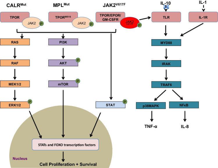 JAK Inhibitors for Myelofibrosis: Strengths and Limitations.