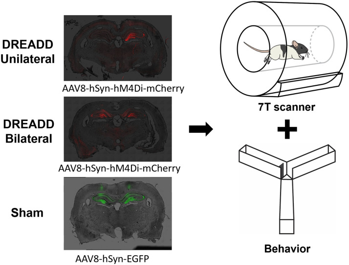 Exploring memory-related network via dorsal hippocampus suppression.
