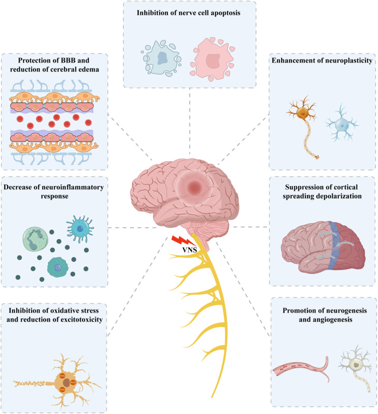 A narrative review of vagus nerve stimulation in stroke.