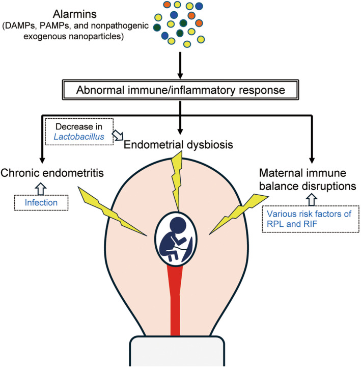 Inflammatory responses in early pregnancy: Physiological and pathological perspectives.